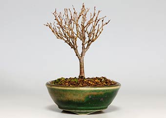ケヤキF（けやき・欅）雑木盆栽の成長記録-5・Zelkova serrata bonsai photo