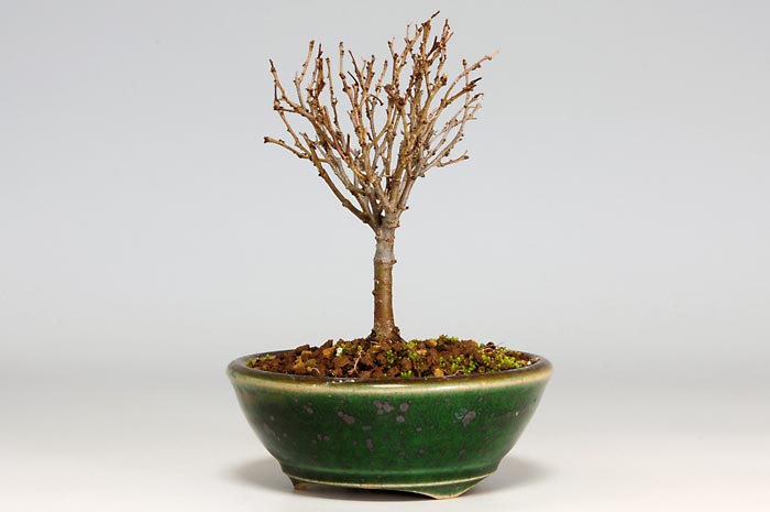 ケヤキF-5（けやき・欅）雑木盆栽を右側から見た景色・Zelkova serrata bonsai photo