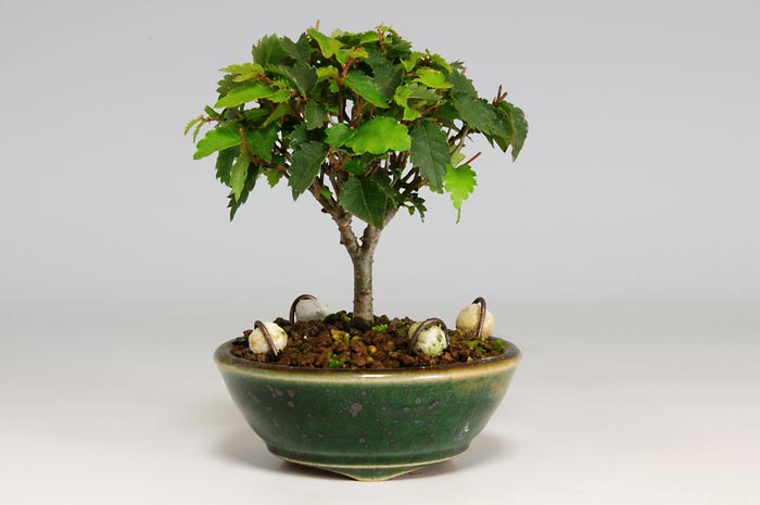 ケヤキF-6（けやき・欅）雑木盆栽の販売と育て方・作り方・Zelkova serrata bonsai photo