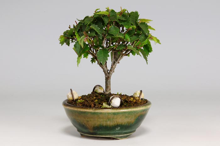 ケヤキF-6（けやき・欅）雑木盆栽を裏側から見た景色・Zelkova serrata bonsai photo