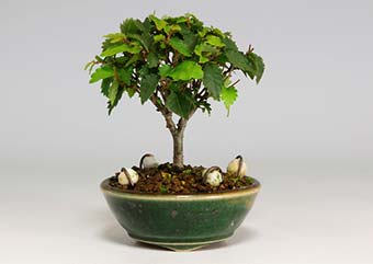 ケヤキF（けやき・欅）雑木盆栽の成長記録-6・Zelkova serrata bonsai photo