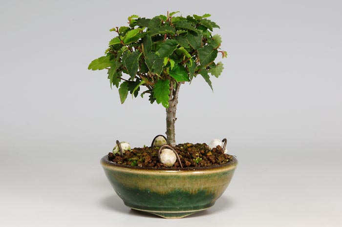 ケヤキF-6（けやき・欅）雑木盆栽を右側から見た景色・Zelkova serrata bonsai photo