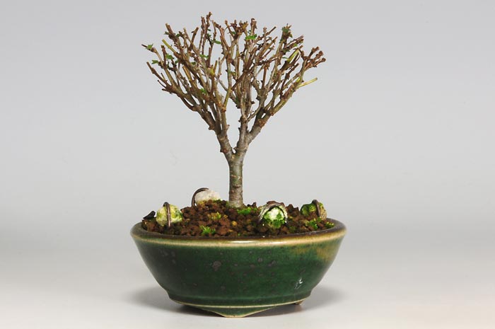 ケヤキF（けやき・欅）雑木盆栽の販売と育て方・作り方・Zelkova serrata bonsai photo