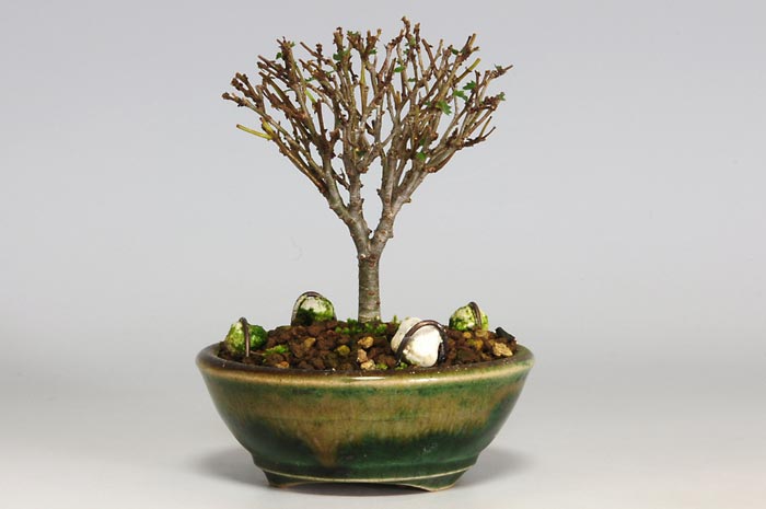 ケヤキF（けやき・欅）雑木盆栽を裏側から見た景色・Zelkova serrata bonsai photo