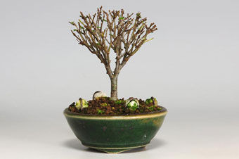 ケヤキ-F（けやき・欅）盆栽の樹作りの参考樹形・Zelkova serrata Best bonsai