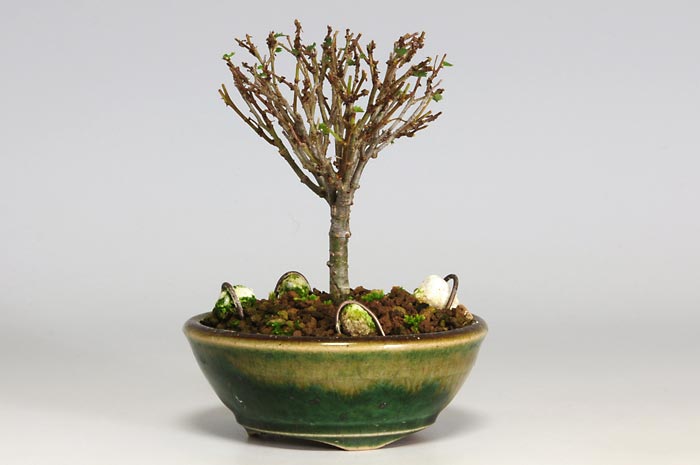 ケヤキF（けやき・欅）雑木盆栽を右側から見た景色・Zelkova serrata bonsai photo