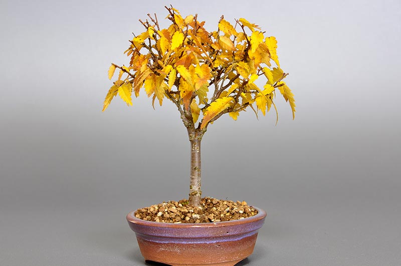 ケヤキ-F1-1（けやき・欅）雑木盆栽を裏側から見た景色・Zelkova serrata bonsai