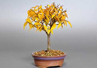 ケヤキ-F1（けやき・欅）盆栽の成長記録-1・Zelkova serrata bonsai