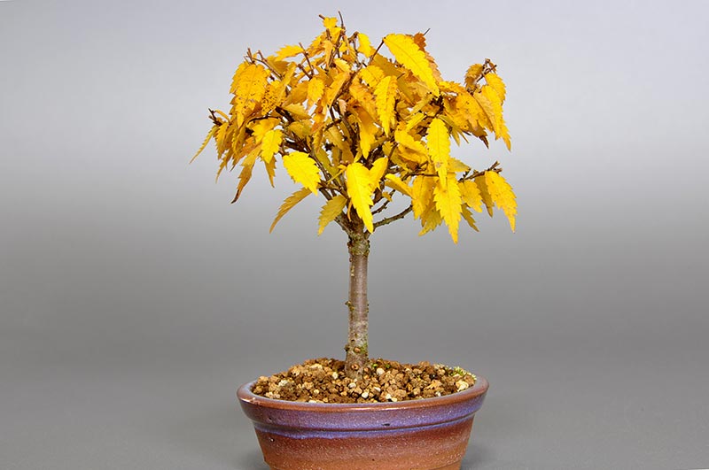 ケヤキ-F1-1（けやき・欅）雑木盆栽を左側から見た景色・Zelkova serrata bonsai