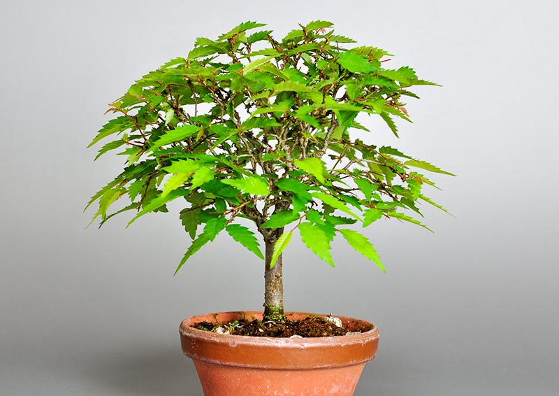 ケヤキ-F1（けやき・欅）雑木盆栽の販売と育て方・作り方・Zelkova serrata bonsai