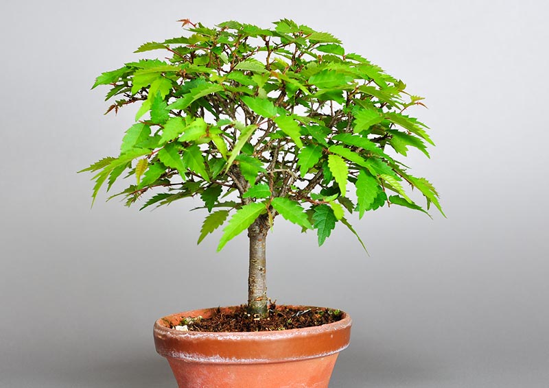 ケヤキ-F1（けやき・欅）雑木盆栽を裏側から見た景色・Zelkova serrata bonsai