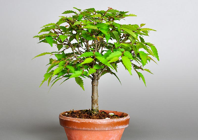 ケヤキ-F1（けやき・欅）雑木盆栽を右側から見た景色・Zelkova serrata bonsai