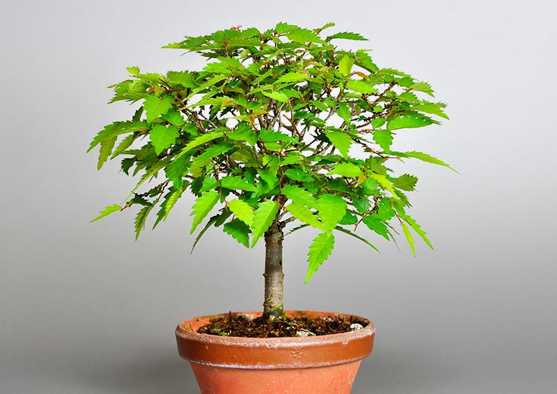 ケヤキ-F1（けやき・欅）雑木盆栽を左側から見た景色・Zelkova serrata bonsai