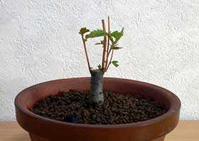ケヤキ-G（けやき・欅）盆栽の成長記録-1・Zelkova serrata bonsai
