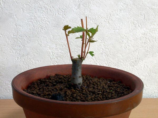 ケヤキG-1（けやき・欅）雑木盆栽の販売と育て方・作り方・Zelkova serrata bonsai