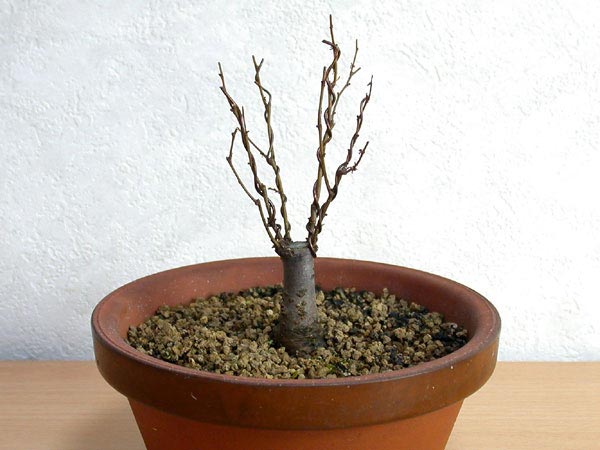 ケヤキG-2（けやき・欅）雑木盆栽の販売と育て方・作り方・Zelkova serrata bonsai