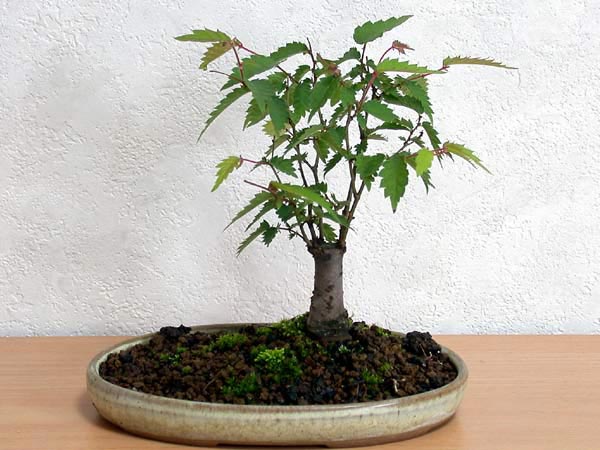 ケヤキG-3（けやき・欅）雑木盆栽の販売と育て方・作り方・Zelkova serrata bonsai