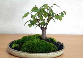ケヤキ-G（けやき・欅）盆栽の成長記録-4・Zelkova serrata bonsai