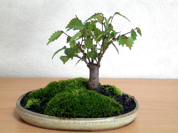 ケヤキG-4（けやき・欅）雑木盆栽の販売と育て方・作り方・Zelkova serrata bonsai