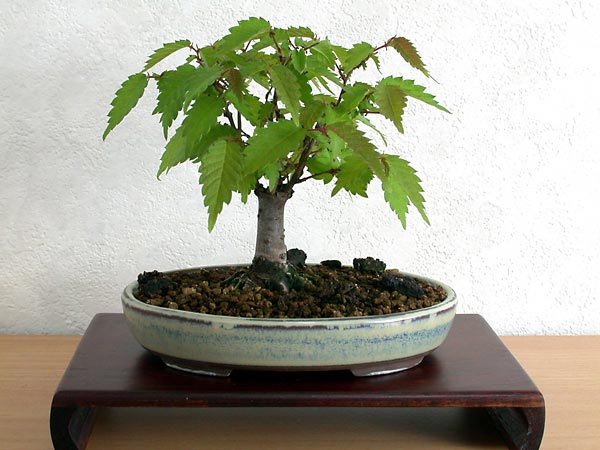 ケヤキG-5（けやき・欅）雑木盆栽の販売と育て方・作り方・Zelkova serrata bonsai