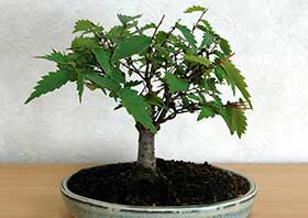 ケヤキ-G（けやき・欅）盆栽の成長記録-6・Zelkova serrata bonsai