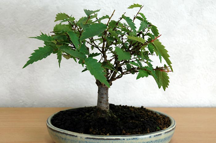 ケヤキG-6（けやき・欅）雑木盆栽の販売と育て方・作り方・Zelkova serrata bonsai