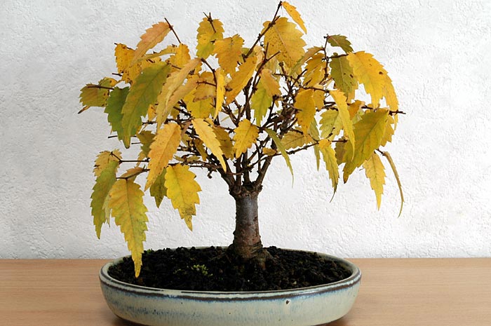 ケヤキG-7（けやき・欅）雑木盆栽の販売と育て方・作り方・Zelkova serrata bonsai