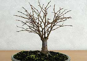 ケヤキ-G（けやき・欅）盆栽の成長記録-8・Zelkova serrata bonsai