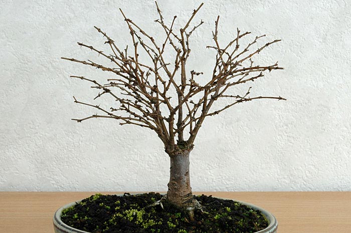 ケヤキG-8（けやき・欅）雑木盆栽の販売と育て方・作り方・Zelkova serrata bonsai