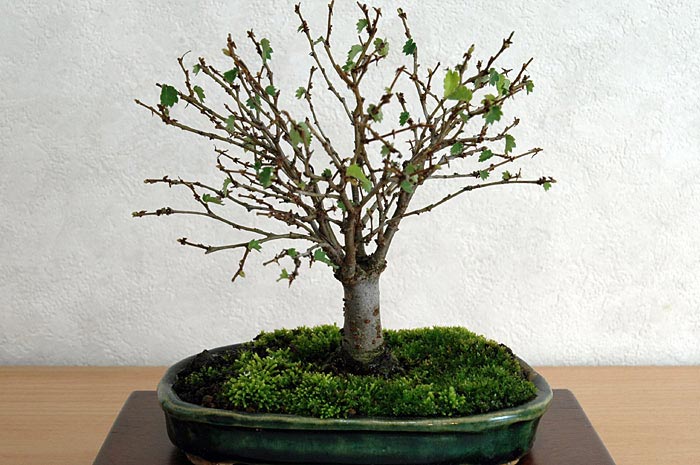 ケヤキG-9（けやき・欅）雑木盆栽の販売と育て方・作り方・Zelkova serrata bonsai
