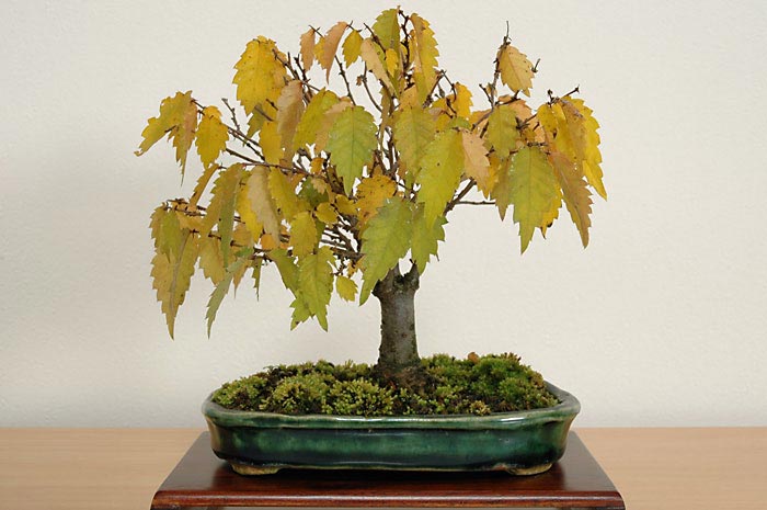 ケヤキG-10（けやき・欅）雑木盆栽の販売と育て方・作り方・Zelkova serrata bonsai