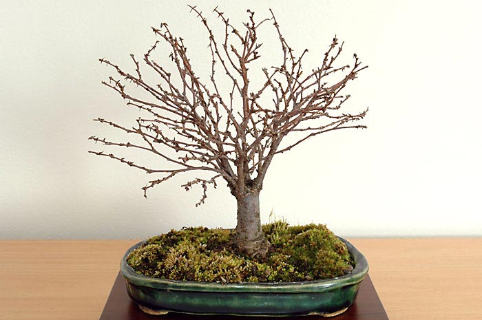 ケヤキG-11（けやき・欅）雑木盆栽の販売と育て方・作り方・Zelkova serrata bonsai