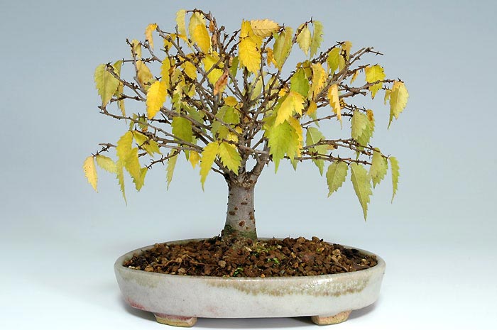 ケヤキG-12（けやき・欅）雑木盆栽の販売と育て方・作り方・Zelkova serrata bonsai