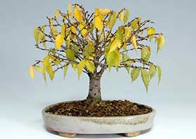 ケヤキ-G（けやき・欅）盆栽の成長記録-12・Zelkova serrata bonsai