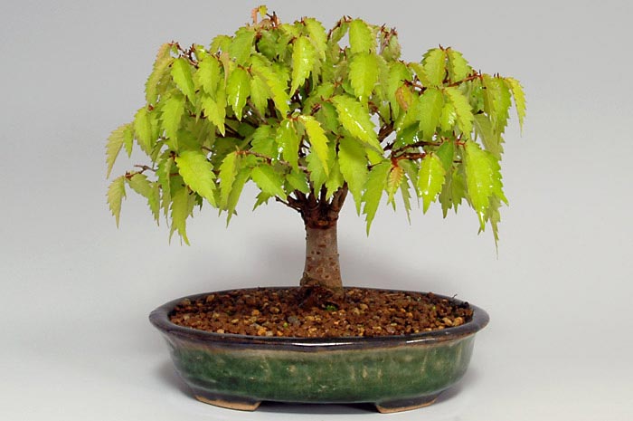 ケヤキG-13（けやき・欅）雑木盆栽の販売と育て方・作り方・Zelkova serrata bonsai