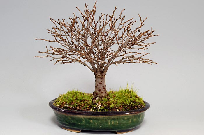 ケヤキ-G（けやき・欅）雑木盆栽の販売と育て方・作り方・Zelkova serrata bonsai
