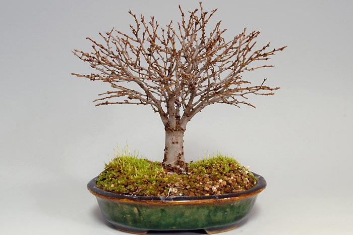 ケヤキ-G（けやき・欅）雑木盆栽を裏側から見た景色・Zelkova serrata bonsai