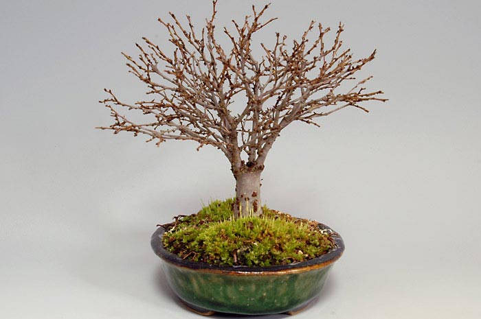 ケヤキ-G（けやき・欅）雑木盆栽を右側から見た景色・Zelkova serrata bonsai