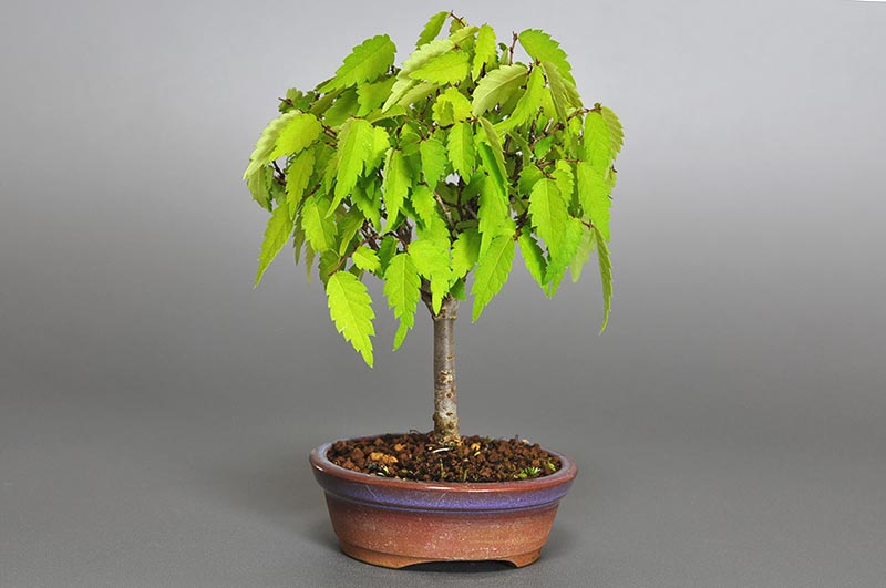 ケヤキ-G1-1（けやき・欅）雑木盆栽を裏側から見た景色・Zelkova serrata bonsai photo