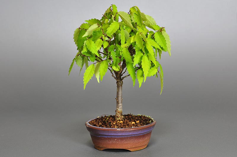 ケヤキ-G1-1（けやき・欅）雑木盆栽を右側から見た景色・Zelkova serrata bonsai photo