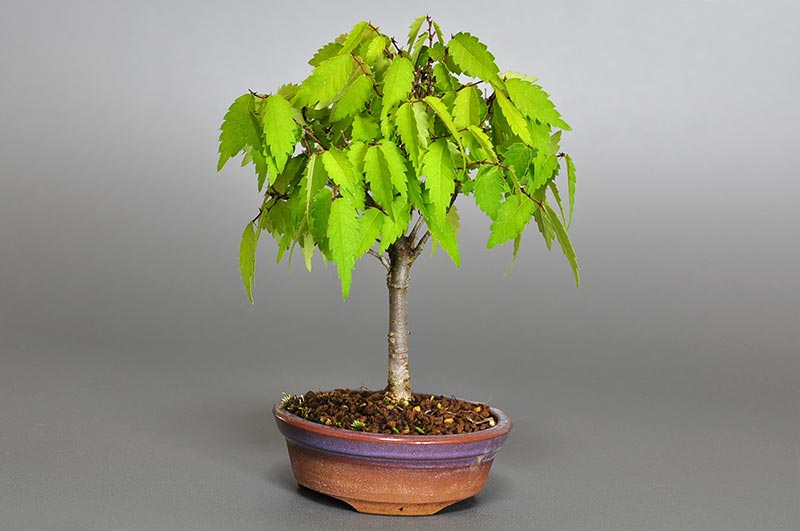 ケヤキ-G1-1（けやき・欅）雑木盆栽を左側から見た景色・Zelkova serrata bonsai photo