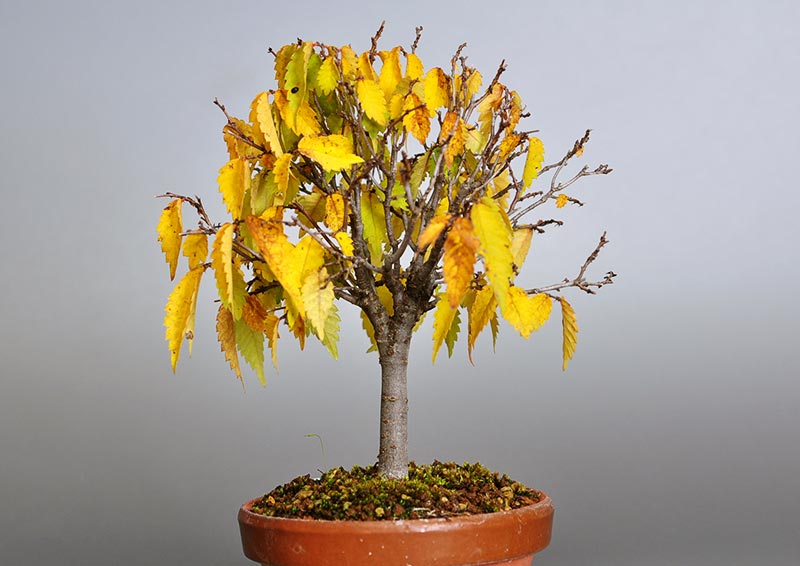 ケヤキ-G1-2（けやき・欅）雑木盆栽を裏側から見た景色・Zelkova serrata bonsai photo