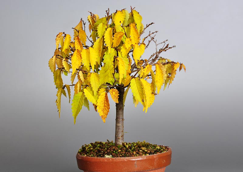 ケヤキ-G1-2（けやき・欅）雑木盆栽を右側から見た景色・Zelkova serrata bonsai photo