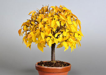 ケヤキ-G1（けやき・欅）盆栽の樹作りの参考樹形・Zelkova serrata Best bonsai