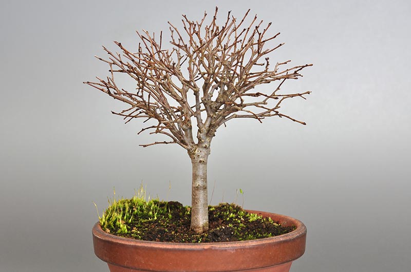 ケヤキ-H1-1（けやき・欅）雑木盆栽の販売と育て方・作り方・Zelkova serrata bonsai photo