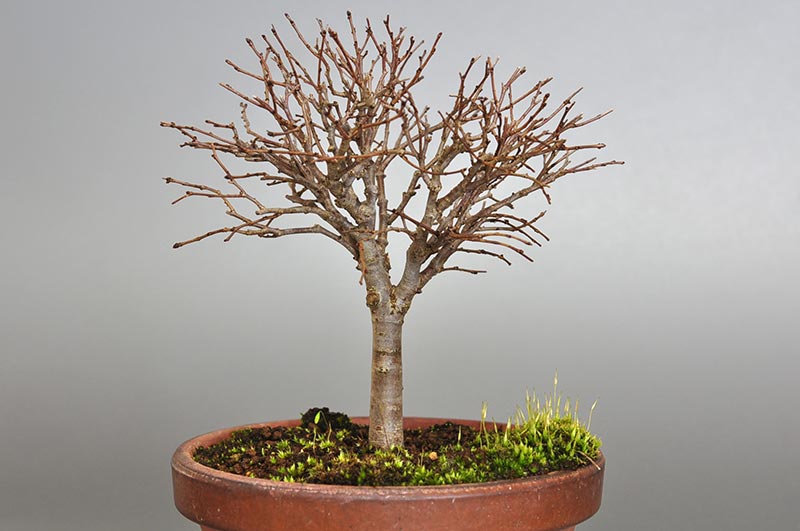 ケヤキ-H1-1（けやき・欅）雑木盆栽を裏側から見た景色・Zelkova serrata bonsai photo