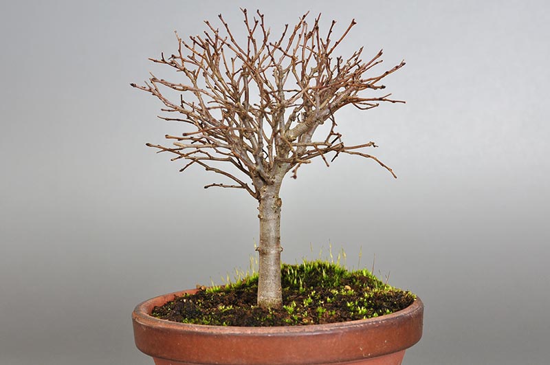 ケヤキ-H1-1（けやき・欅）雑木盆栽を右側から見た景色・Zelkova serrata bonsai photo