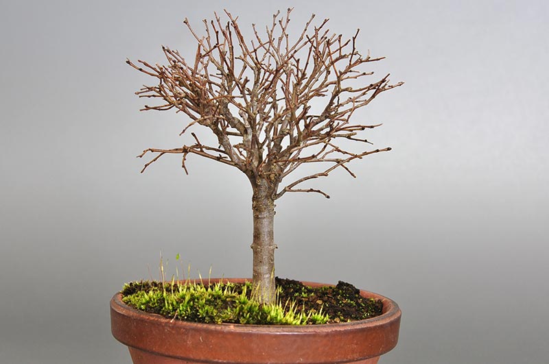 ケヤキ-H1-1（けやき・欅）雑木盆栽を左側から見た景色・Zelkova serrata bonsai photo