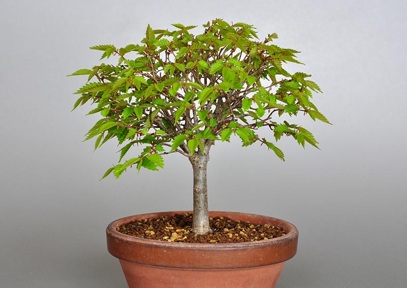 ケヤキ-H1-2（けやき・欅）雑木盆栽の販売と育て方・作り方・Zelkova serrata bonsai photo