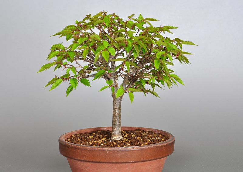 ケヤキ-H1-2（けやき・欅）雑木盆栽を裏側から見た景色・Zelkova serrata bonsai photo